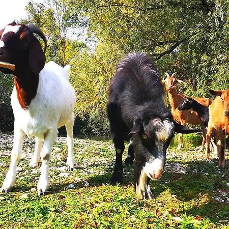 Alba Regia Apartment *